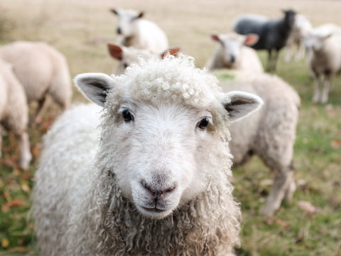 Animal Fiber Yarn for Knitting
